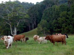 Mooyabil Farm Holidays - Kingaroy Accommodation 3