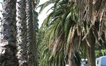 Barlings Beach Holiday Park - Kingaroy Accommodation 2