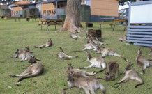 Durras Lake North Holiday Park - Kingaroy Accommodation 4