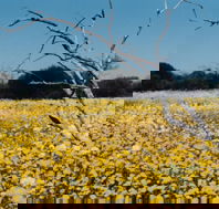 Wooleen Station - Kingaroy Accommodation