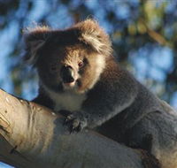 Bimbi Park Camping Under Koalas - Kingaroy Accommodation