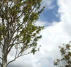 Glen Villa Resort and Tourist Park Casino - Kingaroy Accommodation