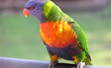 Merry Beach Caravan Resort - Kingaroy Accommodation 4