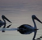 Lakeview Motor Inn - Belmont - Kingaroy Accommodation