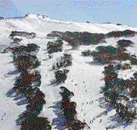 Thredbo Alpine Hotel - Kingaroy Accommodation