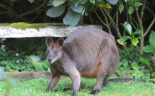 Bellawongarah At Berry - Kingaroy Accommodation 6