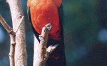Moffat Falls Lodge, Cottages And Cabins - Kingaroy Accommodation 2