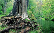 Lyrebird Studio - Kingaroy Accommodation 1