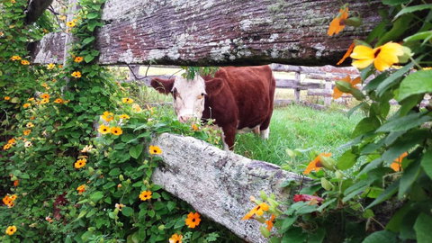 Fairview Farm Cottages - Kingaroy Accommodation 4