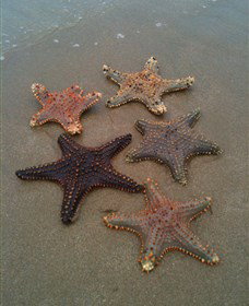 The Oaks On Facing Island - Kingaroy Accommodation 2