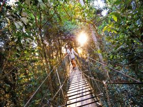 O'Reilly's Rainforest Retreat - Kingaroy Accommodation 0