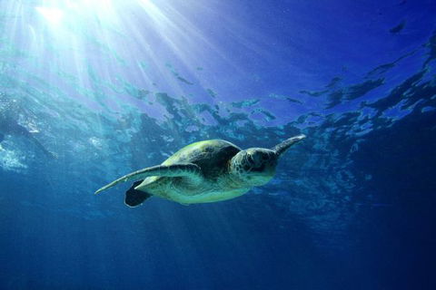 Mackerel Islands - Kingaroy Accommodation 6