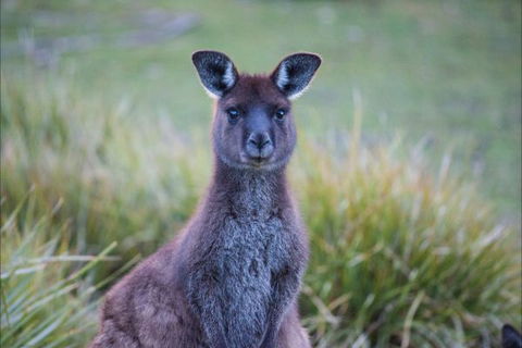 Postmans Cottage - Flinders Chase National Park - Kingaroy Accommodation 4