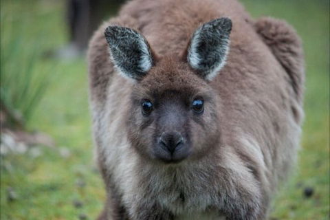 Postmans Cottage - Flinders Chase National Park - Kingaroy Accommodation 5