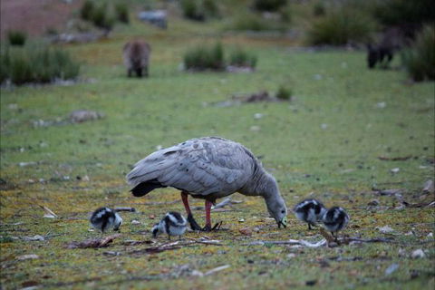 Postmans Cottage - Flinders Chase National Park - Kingaroy Accommodation 6
