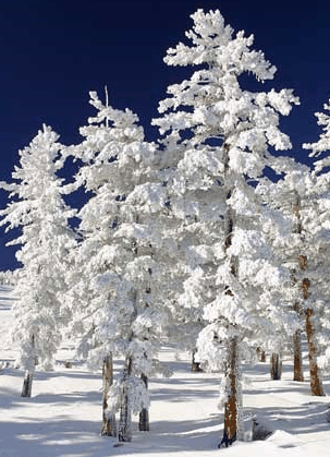 Mt Buller Apartment Management Services - Kingaroy Accommodation 0