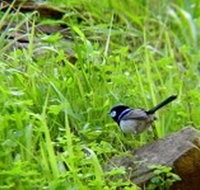 Morialta Bed And Breakfast - Kingaroy Accommodation