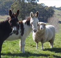 Avaleigh Elms Farmstay - Kingaroy Accommodation