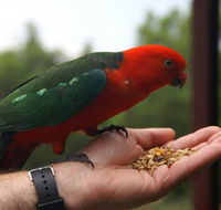 Barrington Tops Escapes