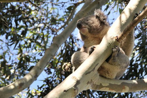 Harmony At Tower Hill - Kingaroy Accommodation 7