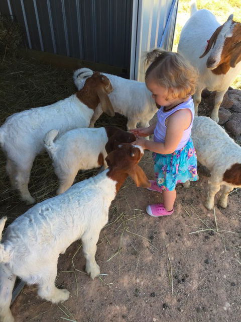 Yalooka Farm - Kingaroy Accommodation 7