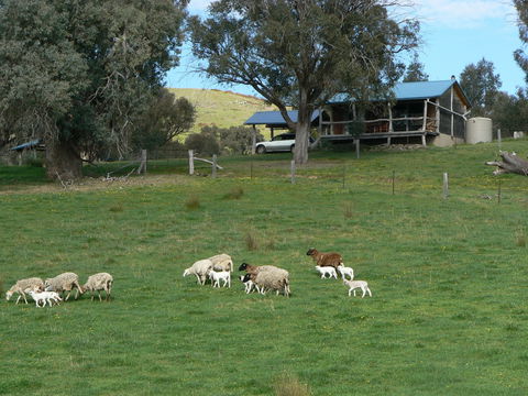 Gaddleen Grove Cottages - Kingaroy Accommodation 0