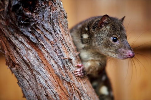 Great Ocean Ecolodge - Kingaroy Accommodation 4