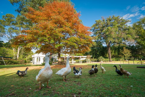 Kalinya Estate - Kingaroy Accommodation 8