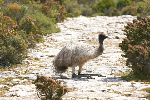 Mallee Lodge - Innes National Park - Kingaroy Accommodation 7