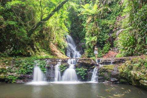 O'Reilly's Rainforest Retreat - Kingaroy Accommodation 0