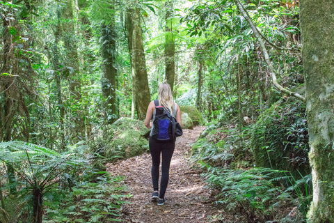 O'Reilly's Rainforest Retreat - Kingaroy Accommodation 5
