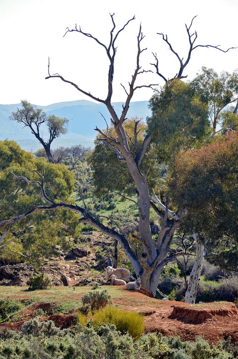Almerta Station - Kingaroy Accommodation 2