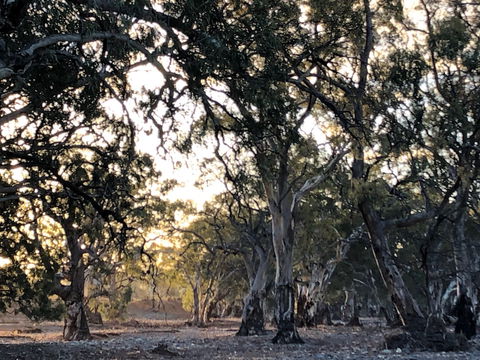 Almerta Station - Kingaroy Accommodation 6