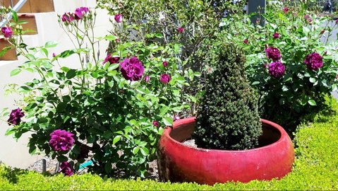 Armidale Pines Motel - Kingaroy Accommodation 0