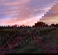 Milawa Vineyard Views