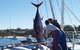 Pigeon House Motor Inn Ulladulla - thumb 7