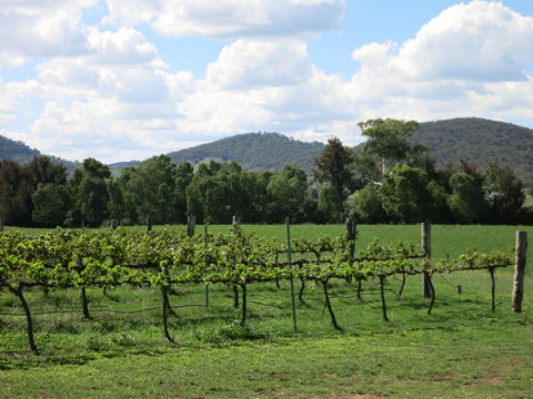 Jessica's Guest House And Vineyard - Kingaroy Accommodation 1