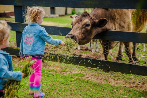 Tobruk Sydney Farm Stay - Kingaroy Accommodation 2