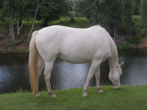Imbil Bridge Farm And Homestead - Kingaroy Accommodation 1