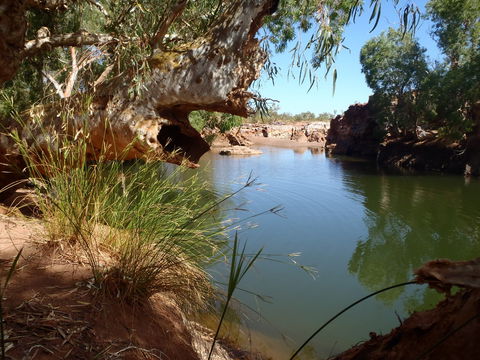 Peedamulla Campground And Cultural Tours - Kingaroy Accommodation 1
