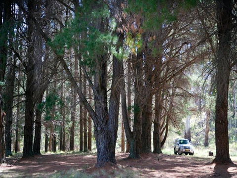 The Pines Campground - Kingaroy Accommodation 1