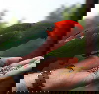 Barrington Tops Escapes