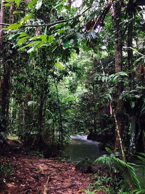 Daintree Wilderness Lodge - Kingaroy Accommodation 2
