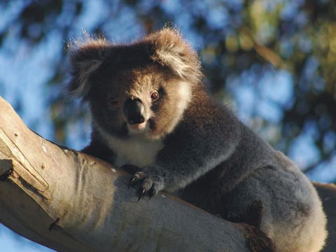 Bimbi Park Camping Under Koalas - Kingaroy Accommodation 0