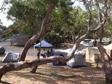 Bimbi Park Camping Under Koalas - Kingaroy Accommodation 1