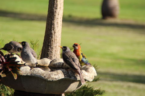 Twin Figs Country Retreat - Kingaroy Accommodation 2