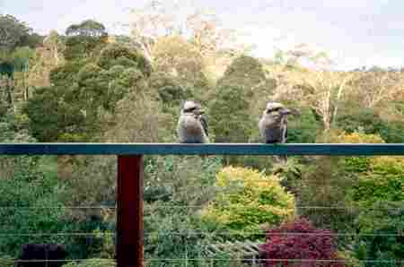 Mast Gully Gardens - Kingaroy Accommodation 0