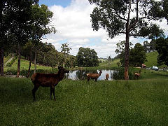 Gracefield Cottage - Kingaroy Accommodation 4