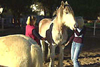 Riverside Host Farm - Kingaroy Accommodation 4