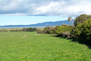 Black Cockatoo Cottages - Kingaroy Accommodation 5